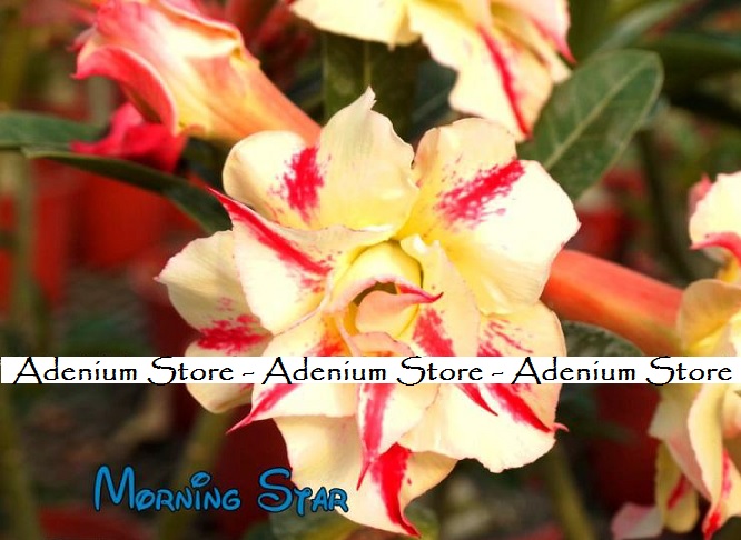 New Adenium \'Morning Star\' 5 Seeds